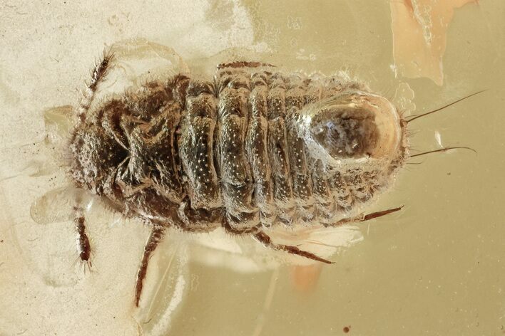 Fossil Wingless Scale Insect (Coccoidea) in Baltic Amber #315527